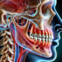 Denti del giudizio: tutto quello che devi sapere